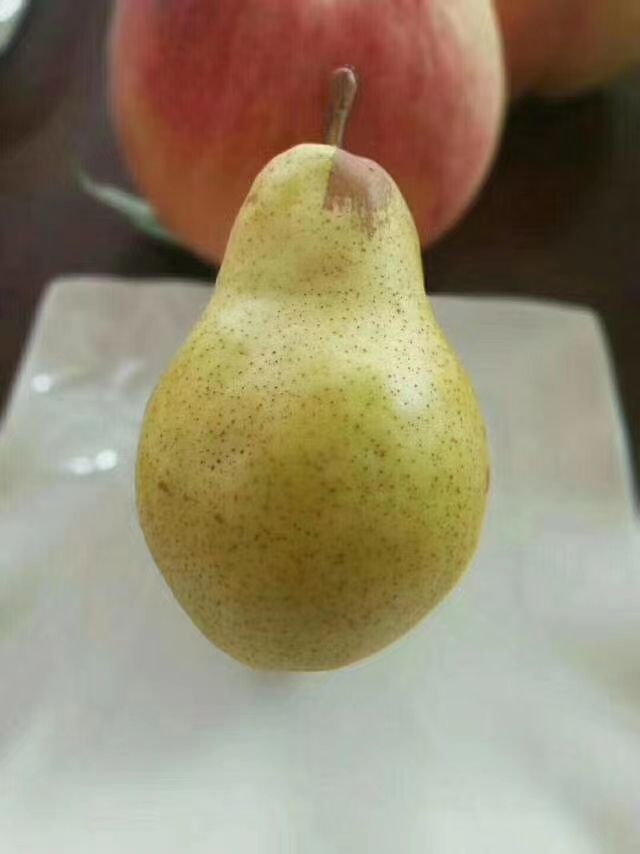 太婆梨吃软不吃硬的梨子