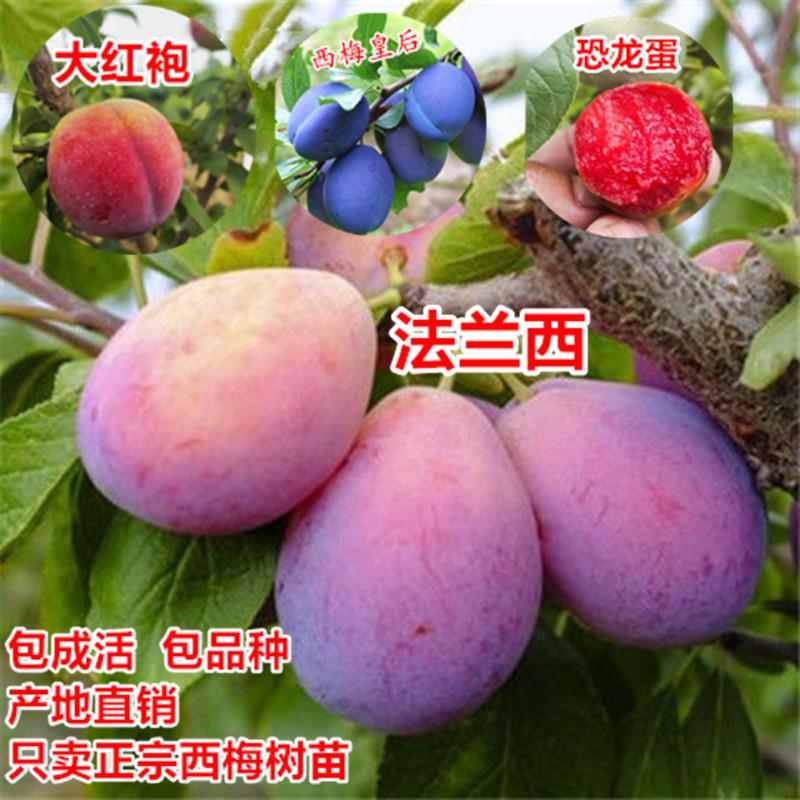  【新品种】西梅李子苗 恐龙蛋李子苗包品种基地直销
