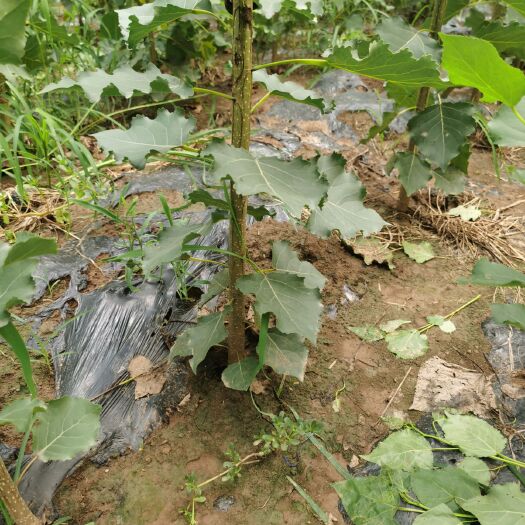 广饶县正宗107速生杨树苗