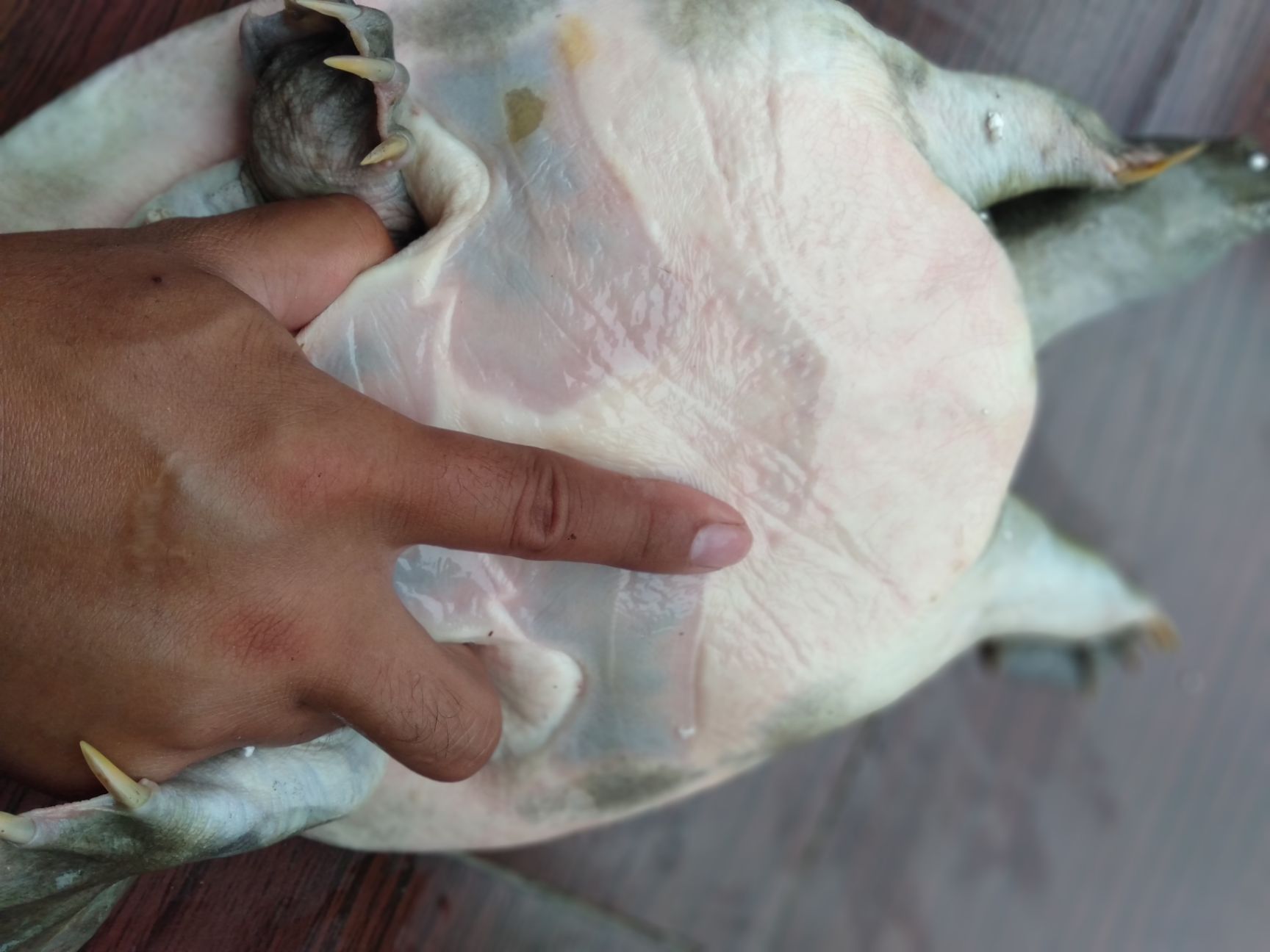 甲鱼  精品甲鱼  带少许花