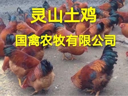 南宁 灵山土鸡，品种纯正，疫苗齐全