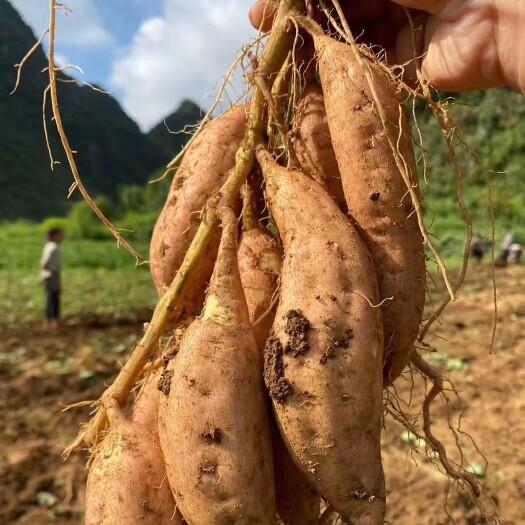 紫云红薯 红心红薯 山芋 地瓜 翻薯