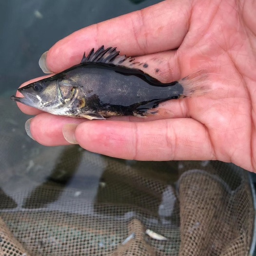保康县桂鱼苗  桂花 斑桂鱼 翘嘴鳜鱼