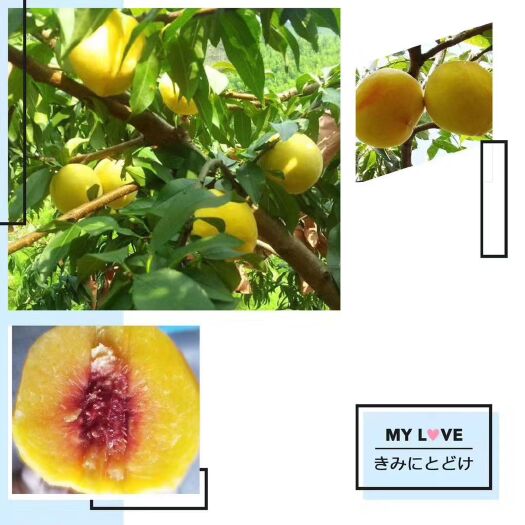 上海锦绣黄桃 60mm以上 4两以上