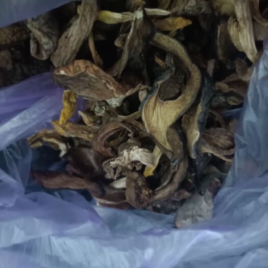 会东县普通牛肝菌 干菌子