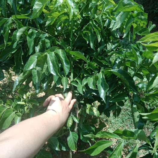 廉江市纯正贵妃黄皮果苗，自种直销，量大从优，早熟品种，产量高