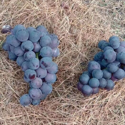 甬优1号 批发，礼盒都可以联系，量大价格美丽