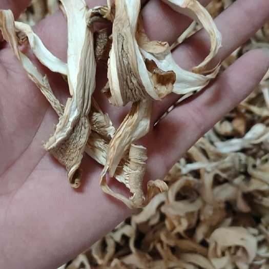 邯郸干平菇  条菇 凤尾菇 鲍鱼菇接受全国发货