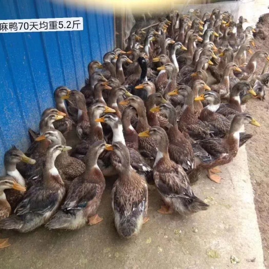 衡阳麻鸭苗  大白沙麻鸭鸭苗
