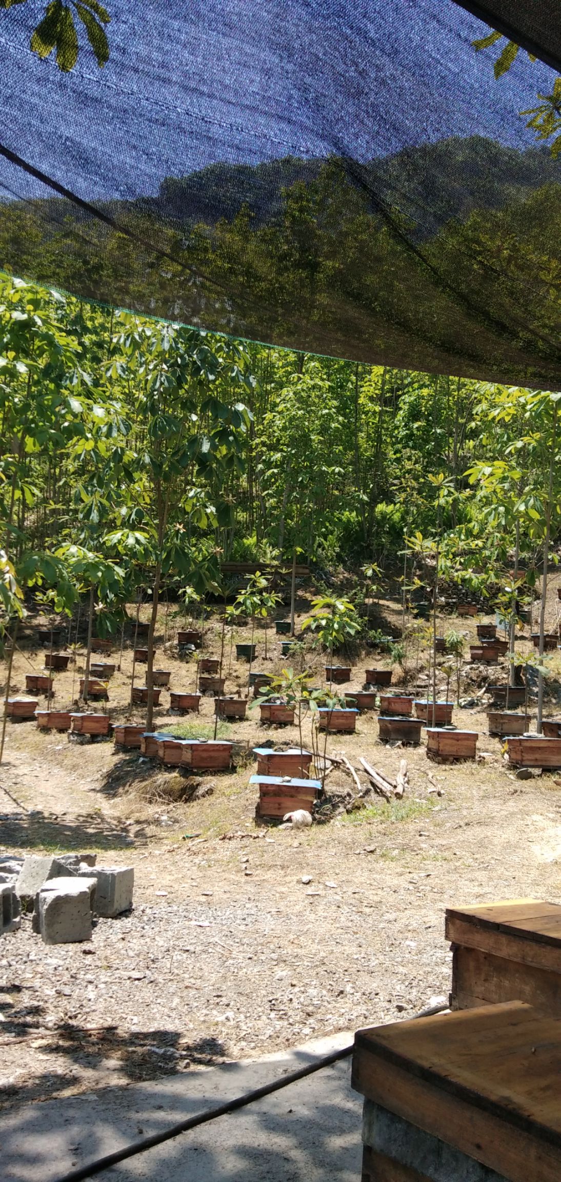 百花蜜 北川片口竹林沟自然保护区天然百花药花蜜