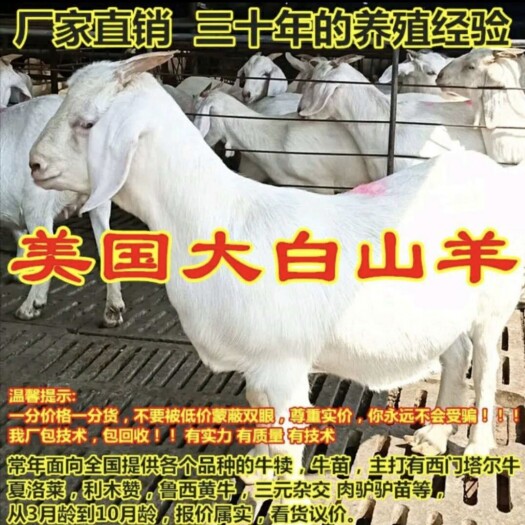 郓城县美国白山羊羔羊 成年羊 孕羊 报销路费 赠送铡草机 免运输