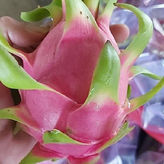 河口县越南红心火龙果