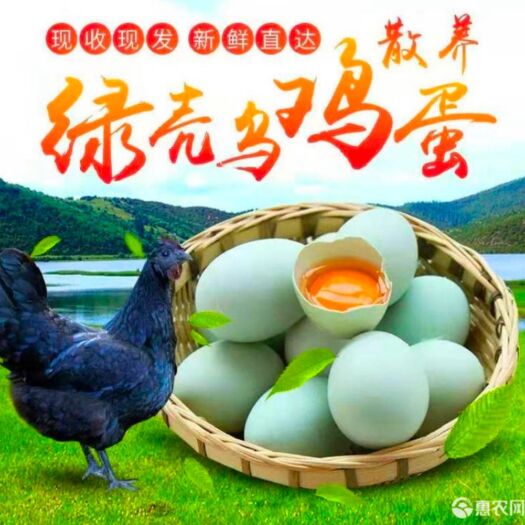 绿壳鸡蛋  40枚一件代发湖南耒阳农村散养绿壳土鸡蛋绿皮乌鸡蛋