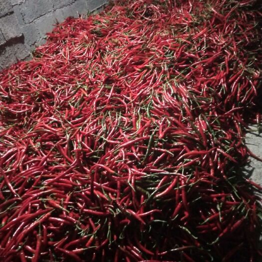 凤凰县 好3号玻璃椒质量保证 有需要的老板赶紧抢购吧