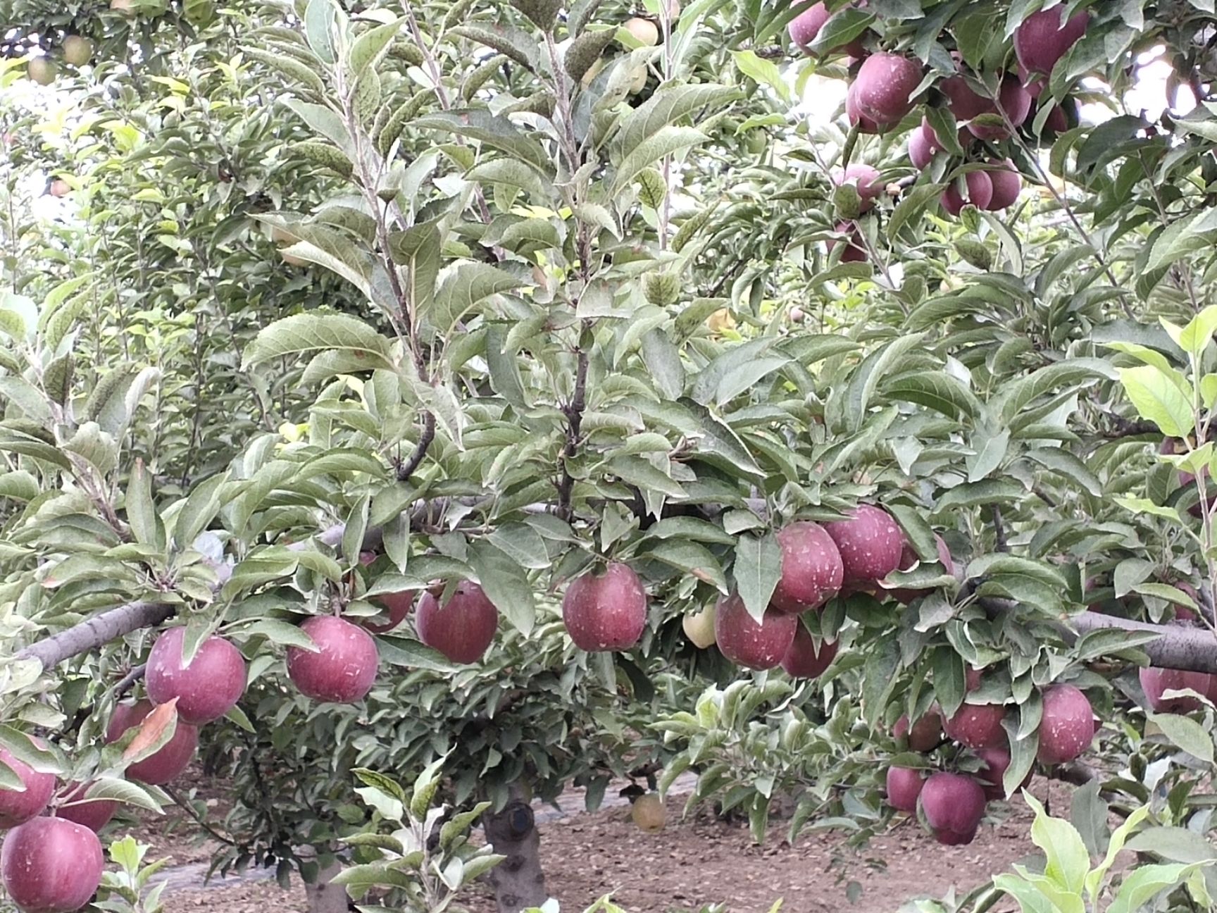  甘肃会宁关川砂田苹果(红星，富士)