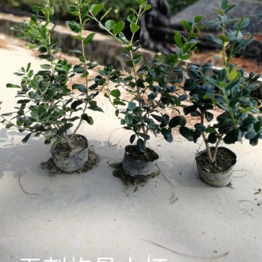 金华无刺枸骨