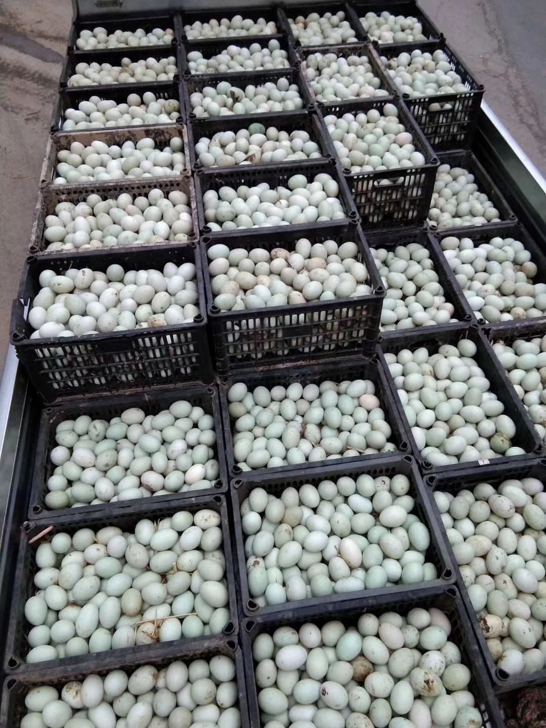 厂家直销黑羽绿壳蛋鸡苗绿壳蛋鸡苗土蛋鸡苗高产蛋鸡苗