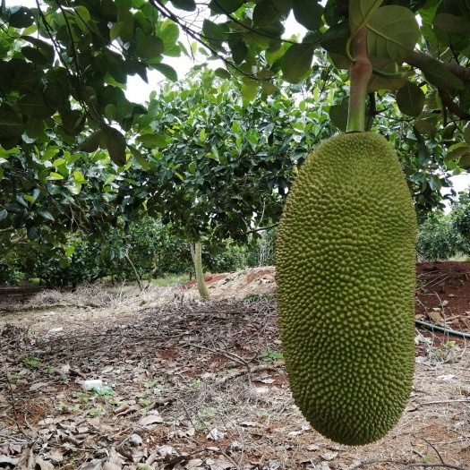 定安县 海南水果菠萝蜜 产地直供 品质保证货源稳定（发物流都到）