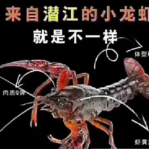 潜江市 潜江小龙虾