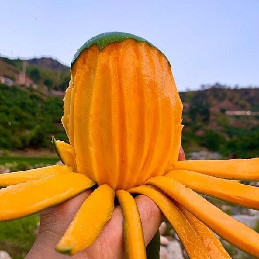 攀枝花【四川凯特芒果】当季水果大脸芒现摘现发