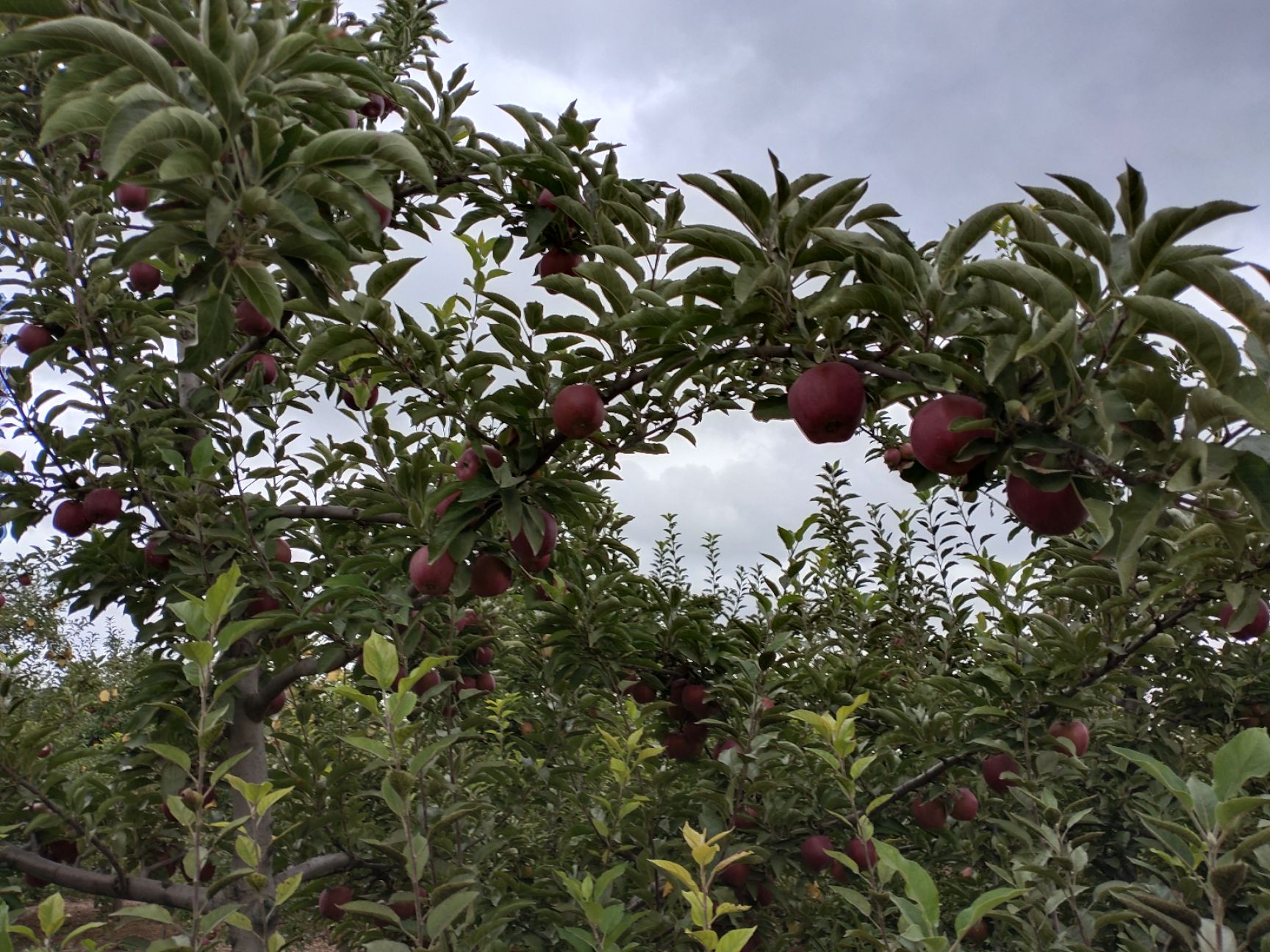  甘肃会宁关川砂田苹果(红星，富士)