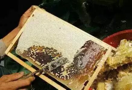 三门峡成熟土蜂全封盖蜂巢蜜