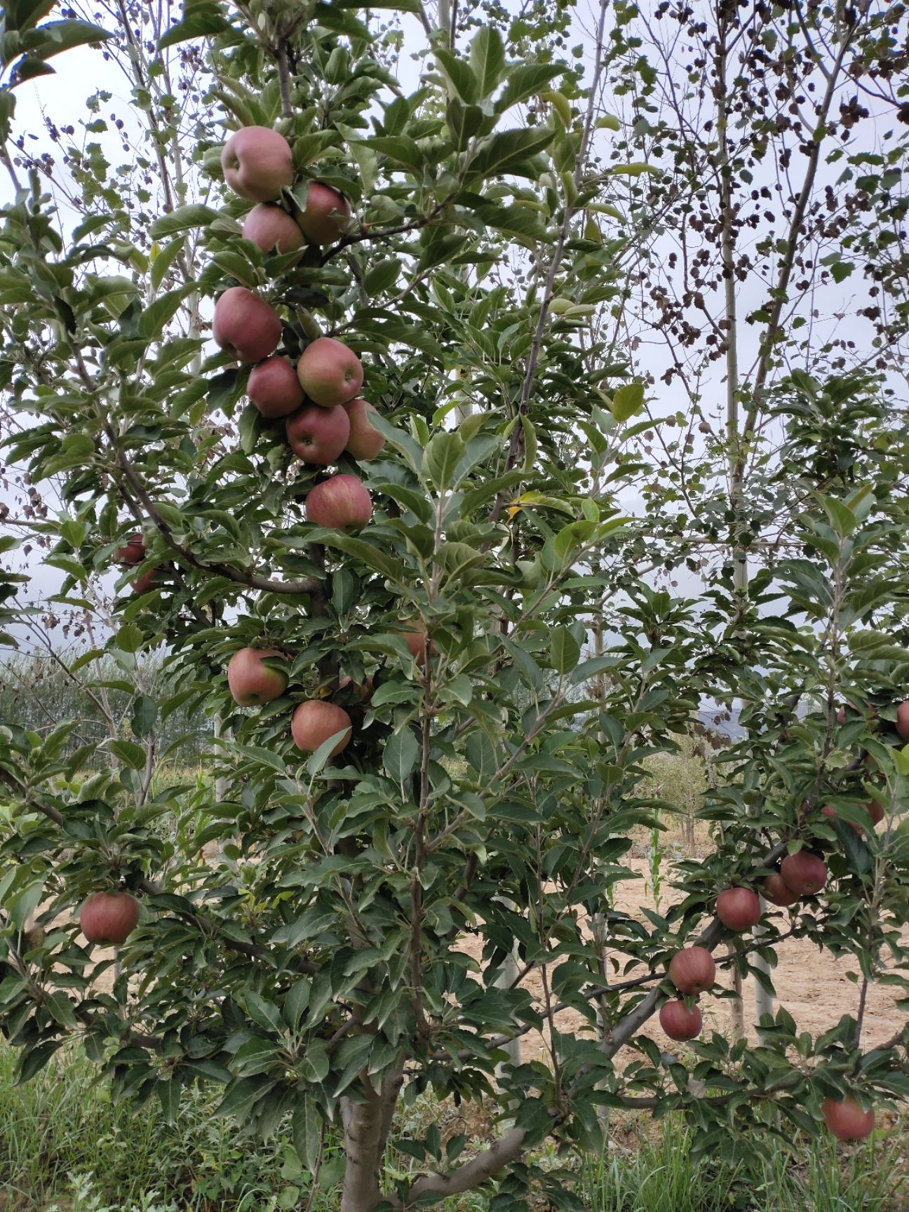  甘肃会宁关川砂田苹果(红星，富士)
