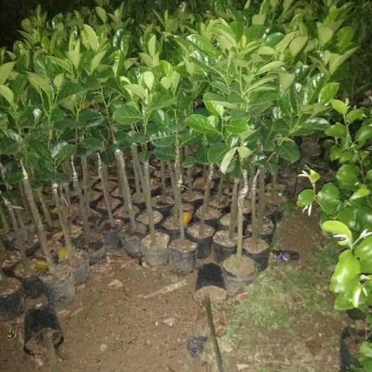 普宁市马来西亚一号菠萝蜜苗  嫁接苗 ，口味吃着特甜