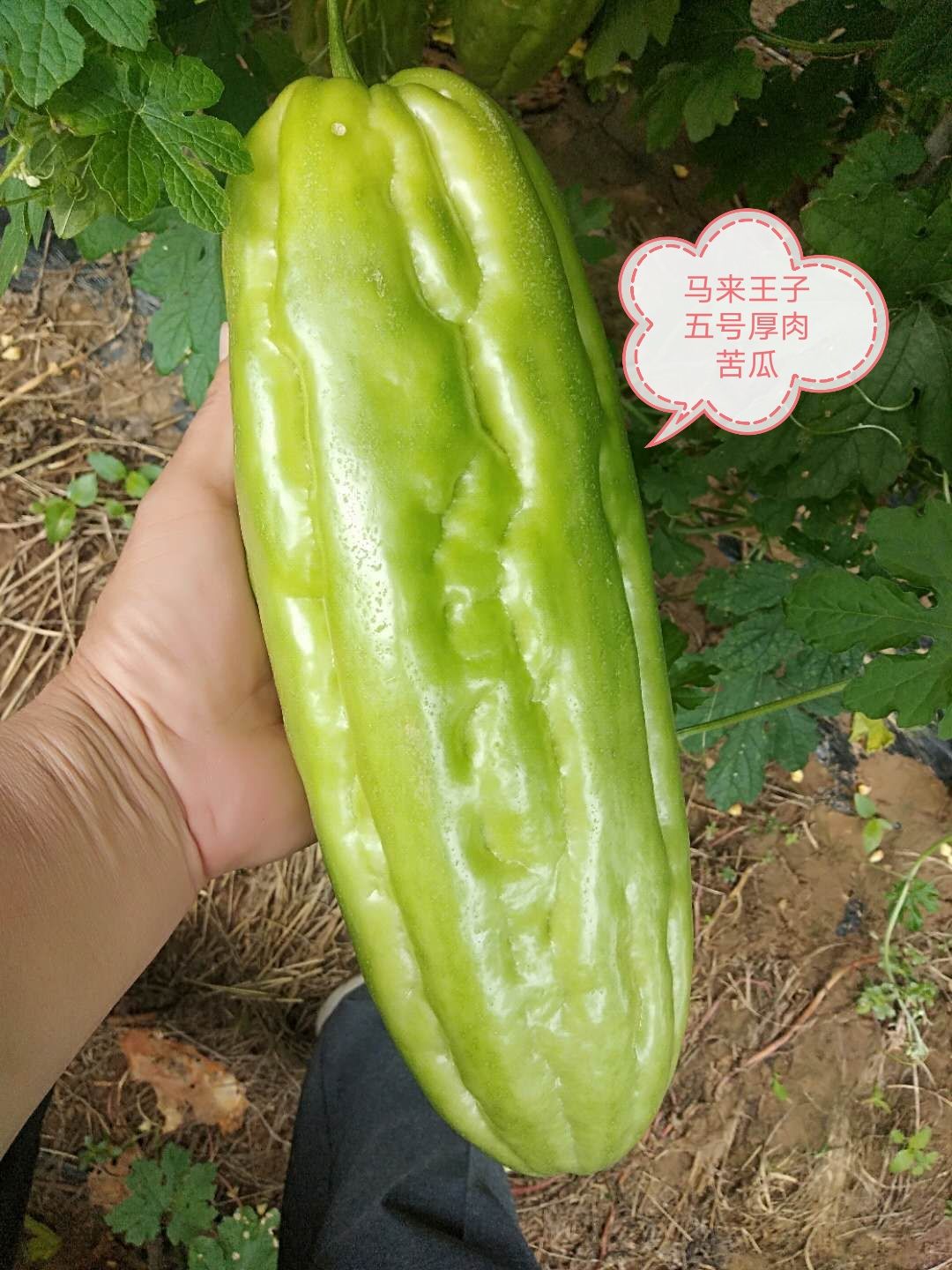 绿苦瓜种子  苦瓜种子平瘤厚肉苦瓜种子，抗病高产，耐热长势旺盛，