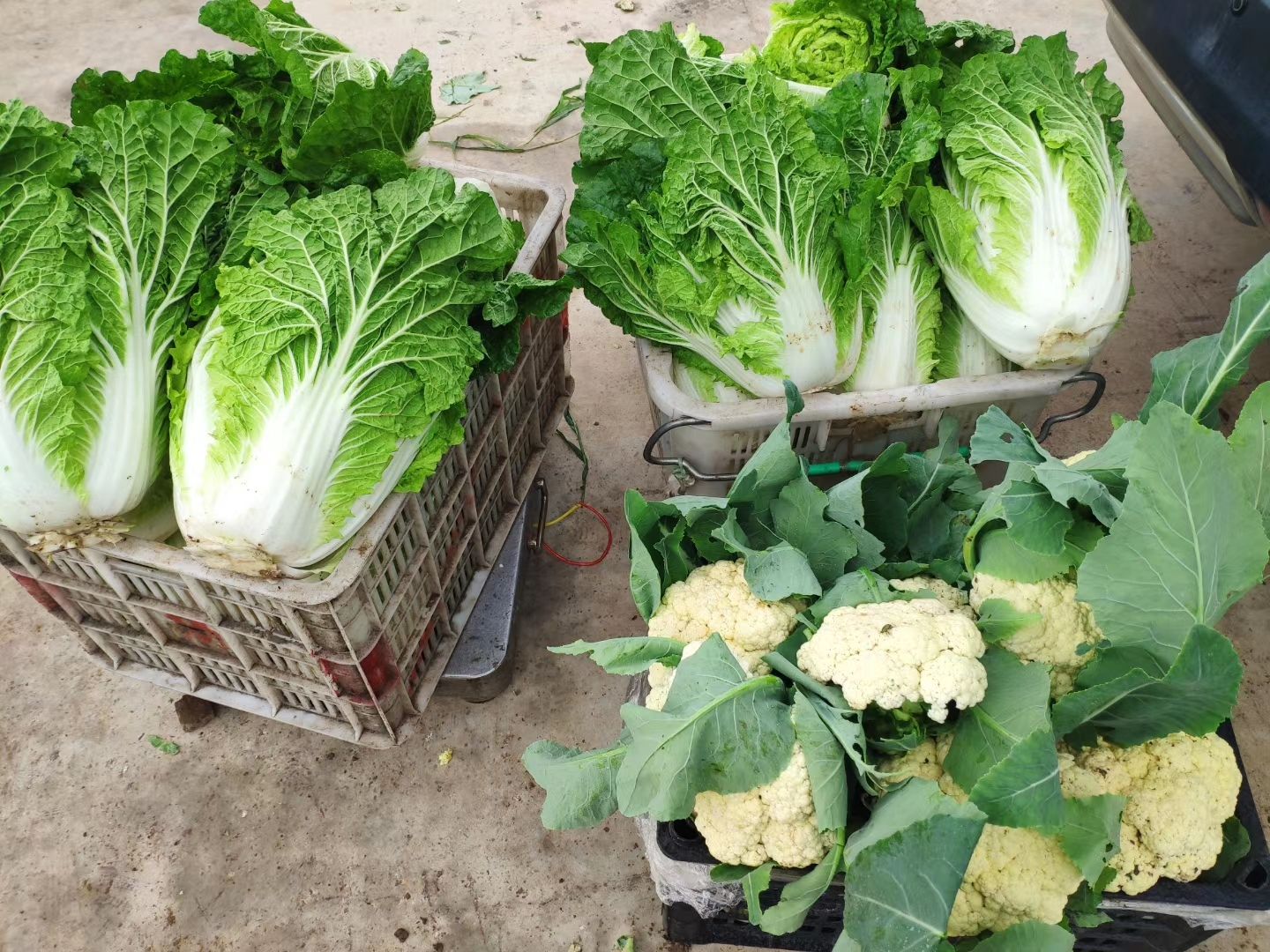 特级大白菜苗，全国包邮，量大从优