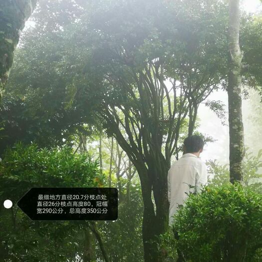 仁怀市 大经黄杨