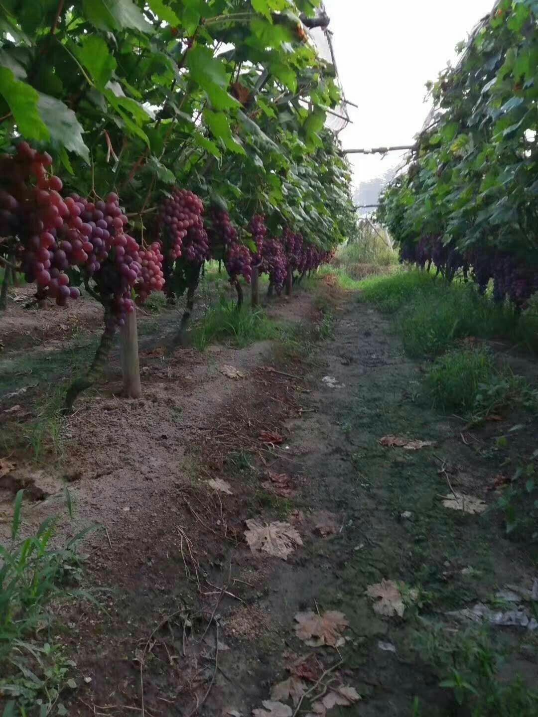 红提 高山提子，早晚温差大，果子颜色好果粉漂亮，果粒均匀，耐运输，