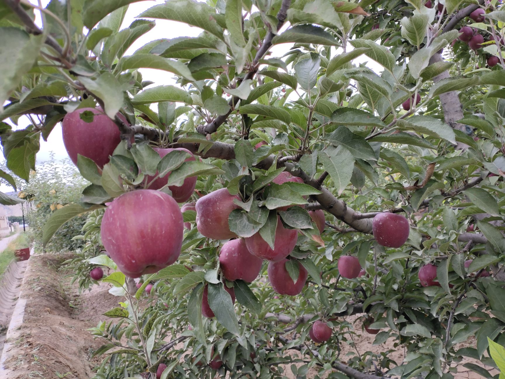  甘肃会宁关川砂田苹果(红星，富士)