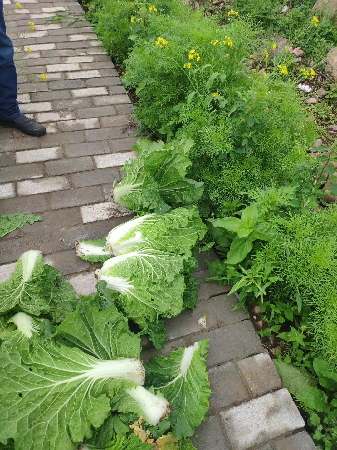 特级大白菜苗，全国包邮，量大从优