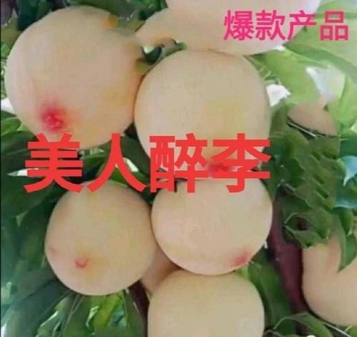 平邑县红美人李子苗 美人醉李子苗，基地发货，现挖现发，，死苗补发