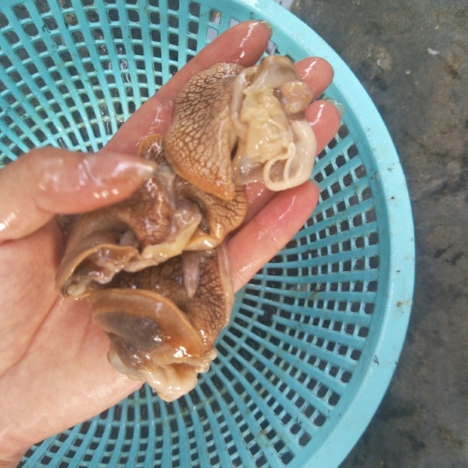  蜗牛肉
