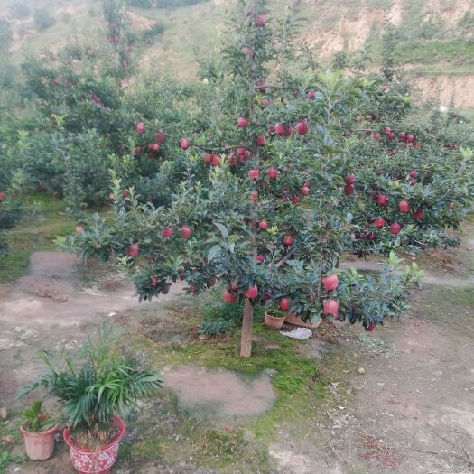 甘谷县花牛苹果  天水花牛，色泽光亮，美味可口，水果中的战斗机。