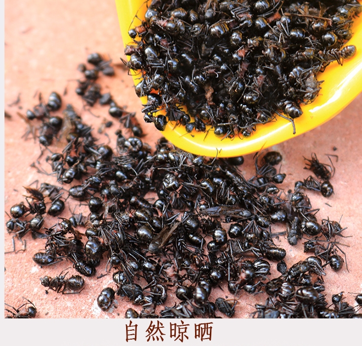 中药材黑蚂蚁 红蚂蚁散装中药材