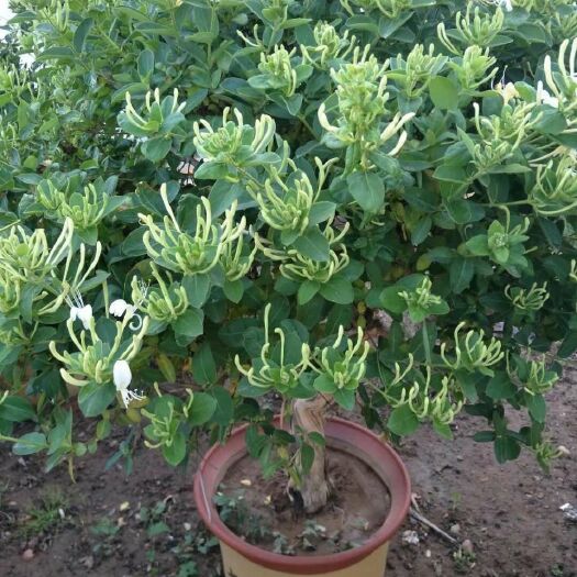 平邑县 金银花苗盆栽地栽四李金银花苗北花一号红色金银花苗