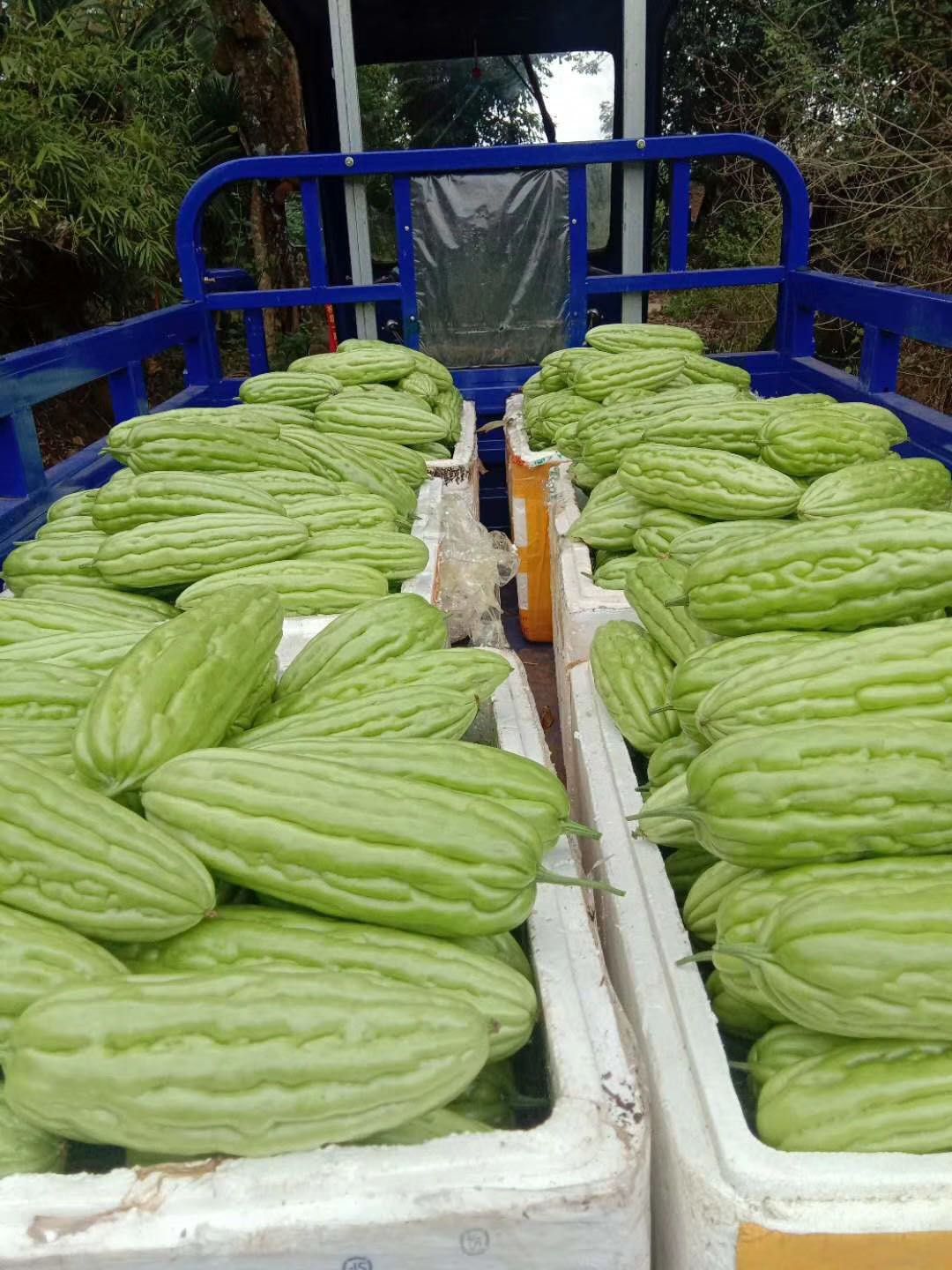 绿苦瓜种子  苦瓜种子平瘤厚肉苦瓜种子，抗病高产，耐热长势旺盛，