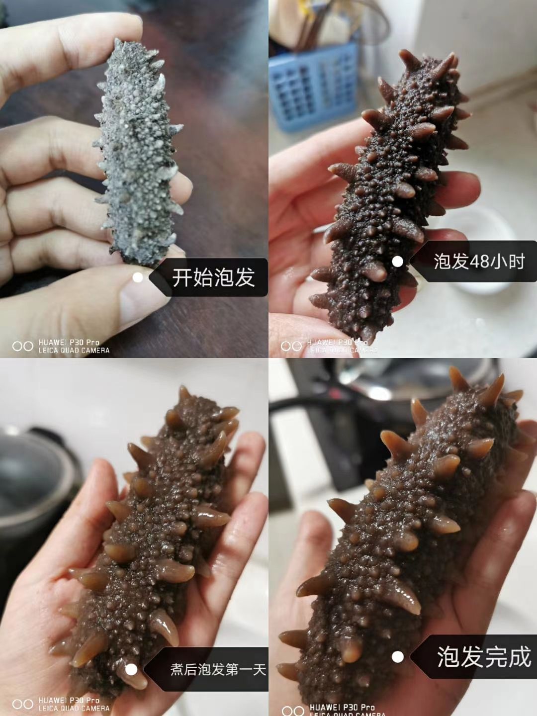 国标淡干海参30～40头 肉厚 筋粗 有筋道 批发