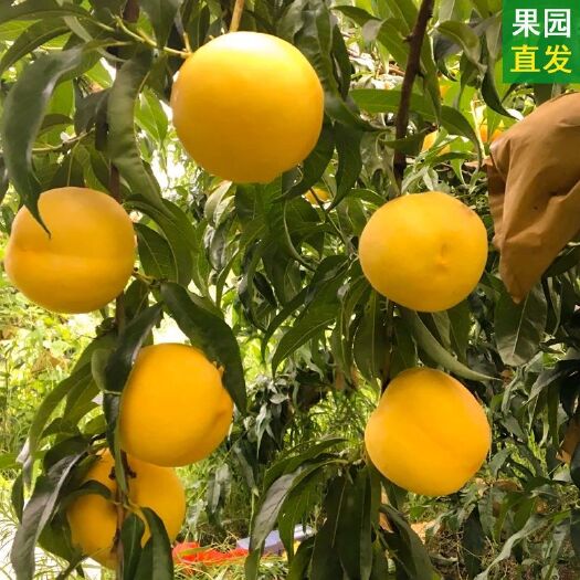 乾县锦绣黄桃  陕西2020应季黄金脆黄桃脆甜口感，基地直发
