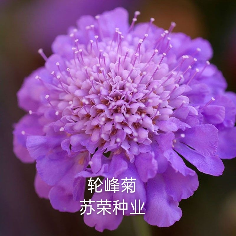 宿迁 轮峰菊种子紫盆花种子松虫草种籽轮锋菊花海花卉种子 可货到付款