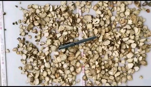  甘肃当归圆片 岷县道地药材 原产地批发零售 量大从优