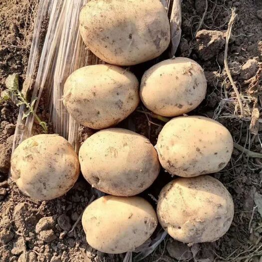 公主岭市尤金885土豆 【精选】荷兰系列，黄皮黄心  口感好  价格低
