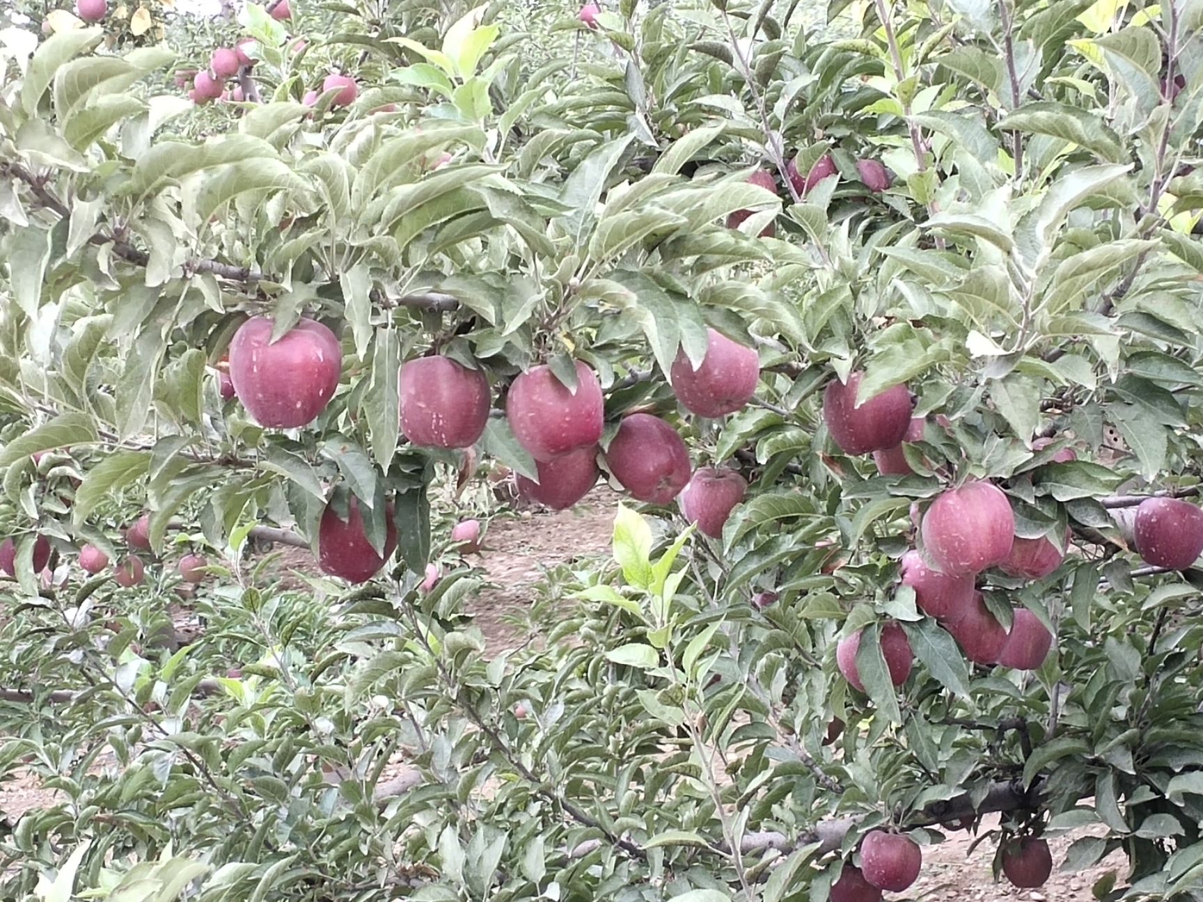  甘肃会宁关川砂田苹果(红星，富士)