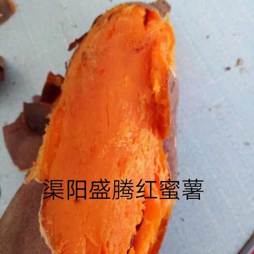 天津普通红薯种  甜的和蜜一样