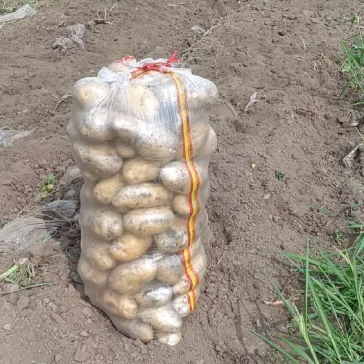 德惠市 大量荷兰土豆急售