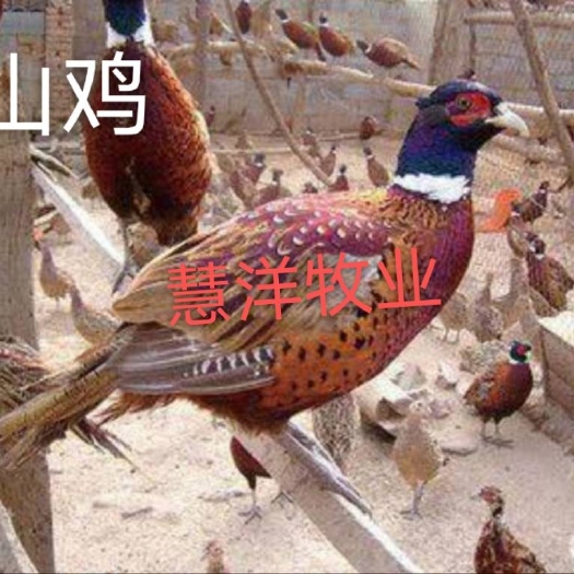 南宁山鸡苗 质量可靠 诚信经营 包打出壳疫苗