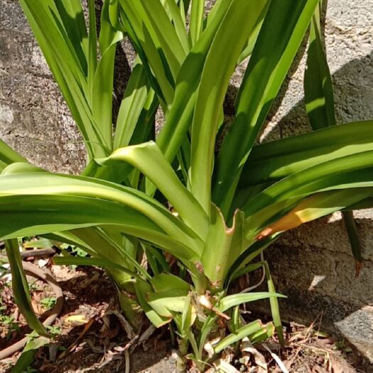 文殊兰